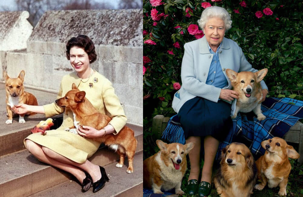 A Pair of Dorgis @BuzzFeed / Pinterest.com / @Katerina Tsitsonis / Pinterest.com